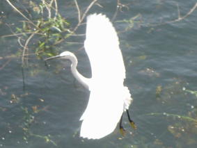 Ibis ofwel nijlreiger